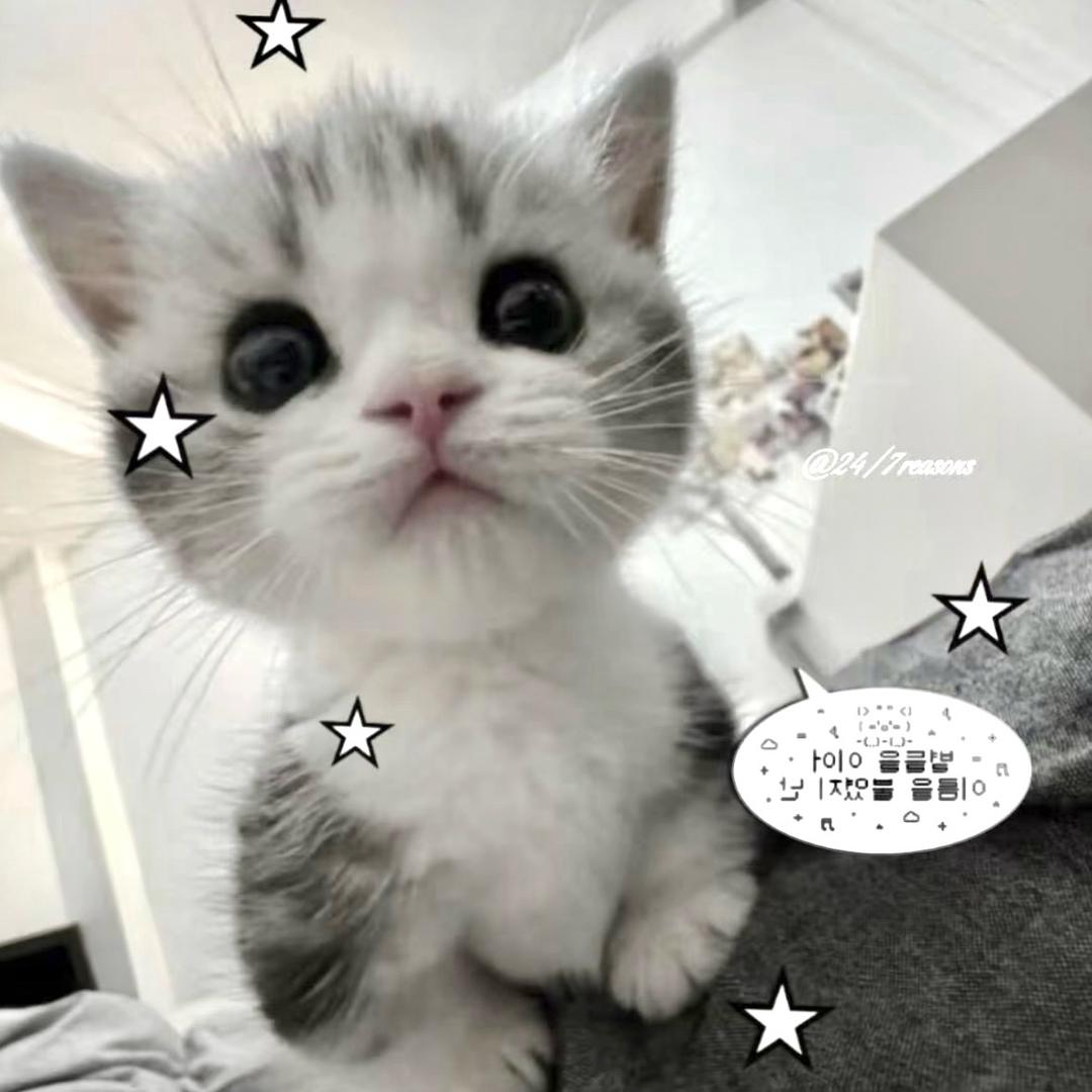 七秒鱼