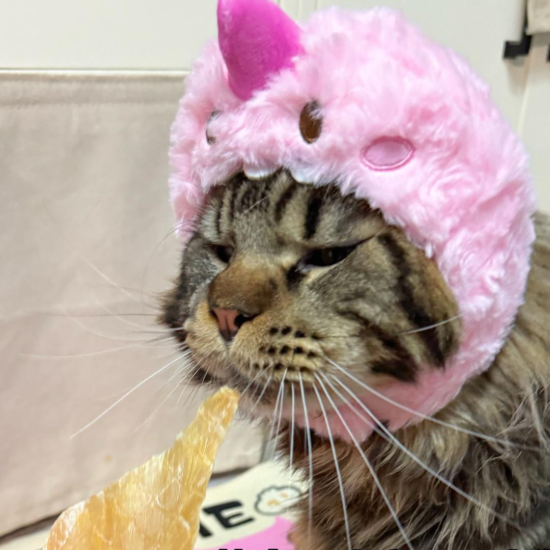 凯撒大弟🐾