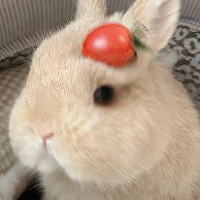 臭屁小猫