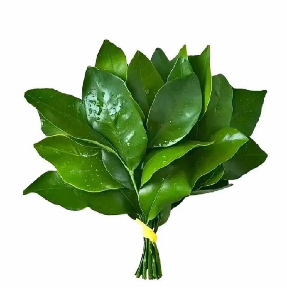 椿禾_（想见张凌赫版）