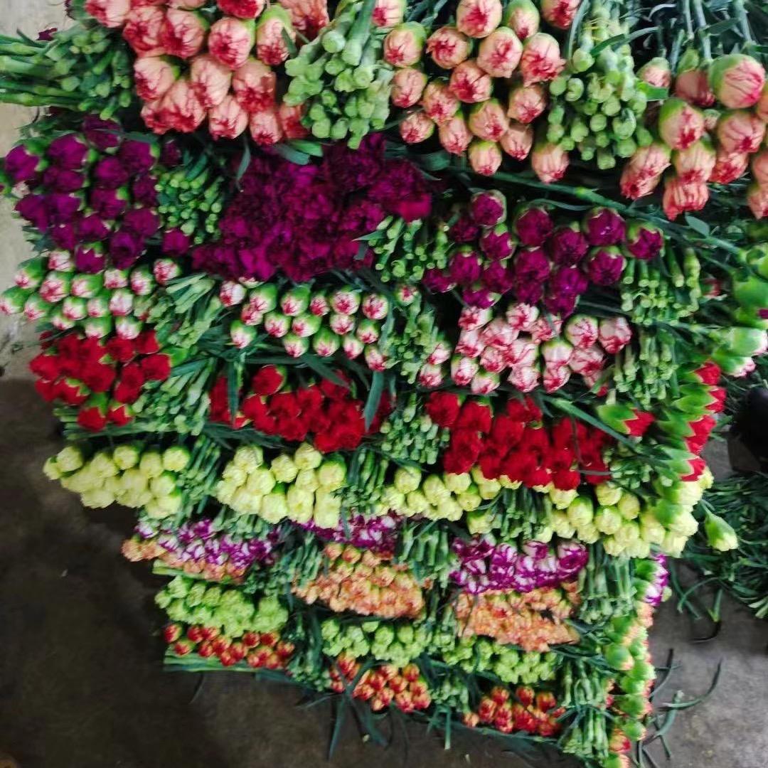 昆明康乃馨鲜花批发