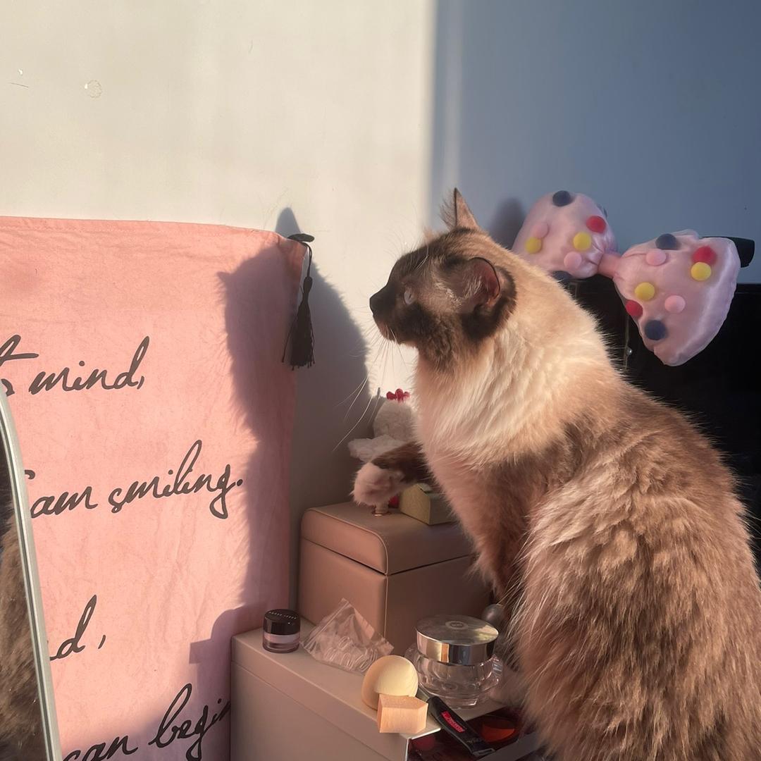 糖糖是只🐱