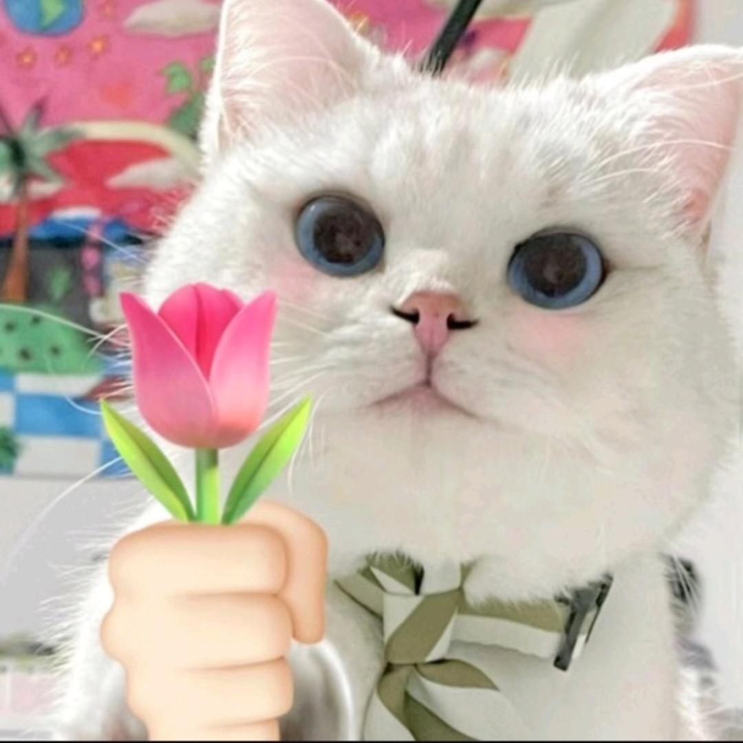 小羊咩咩
