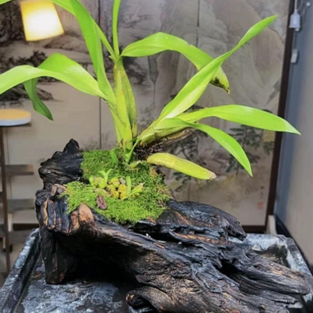 云林—钰森花卉