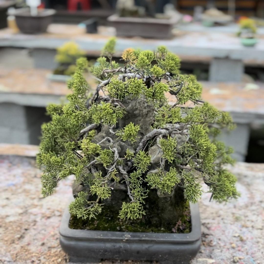 月月盆景园艺