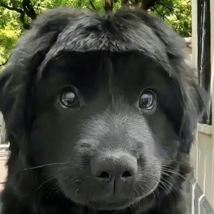 热鼠