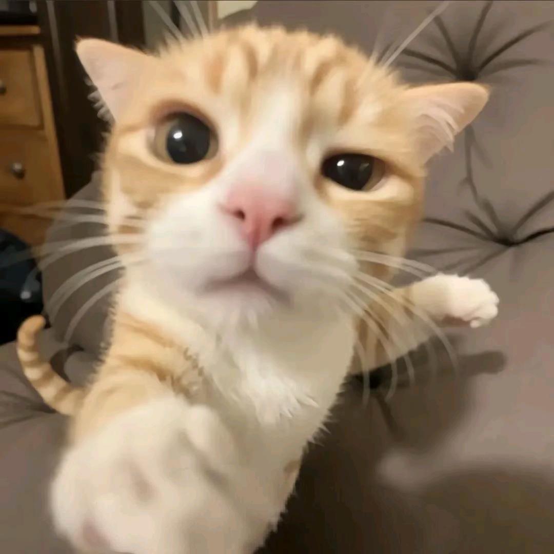 鹿小葵本葵