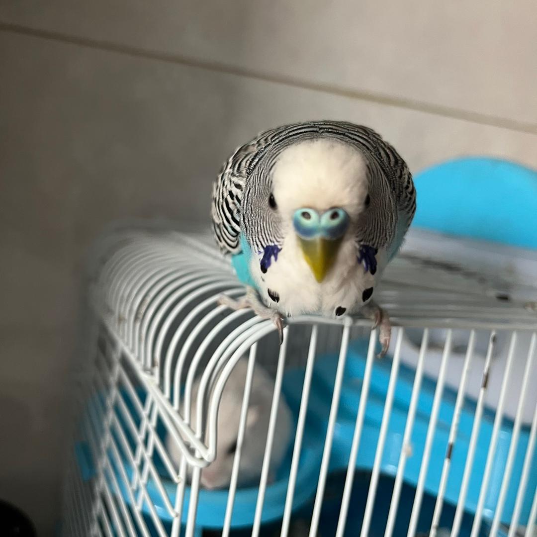 聪聪是只鸟