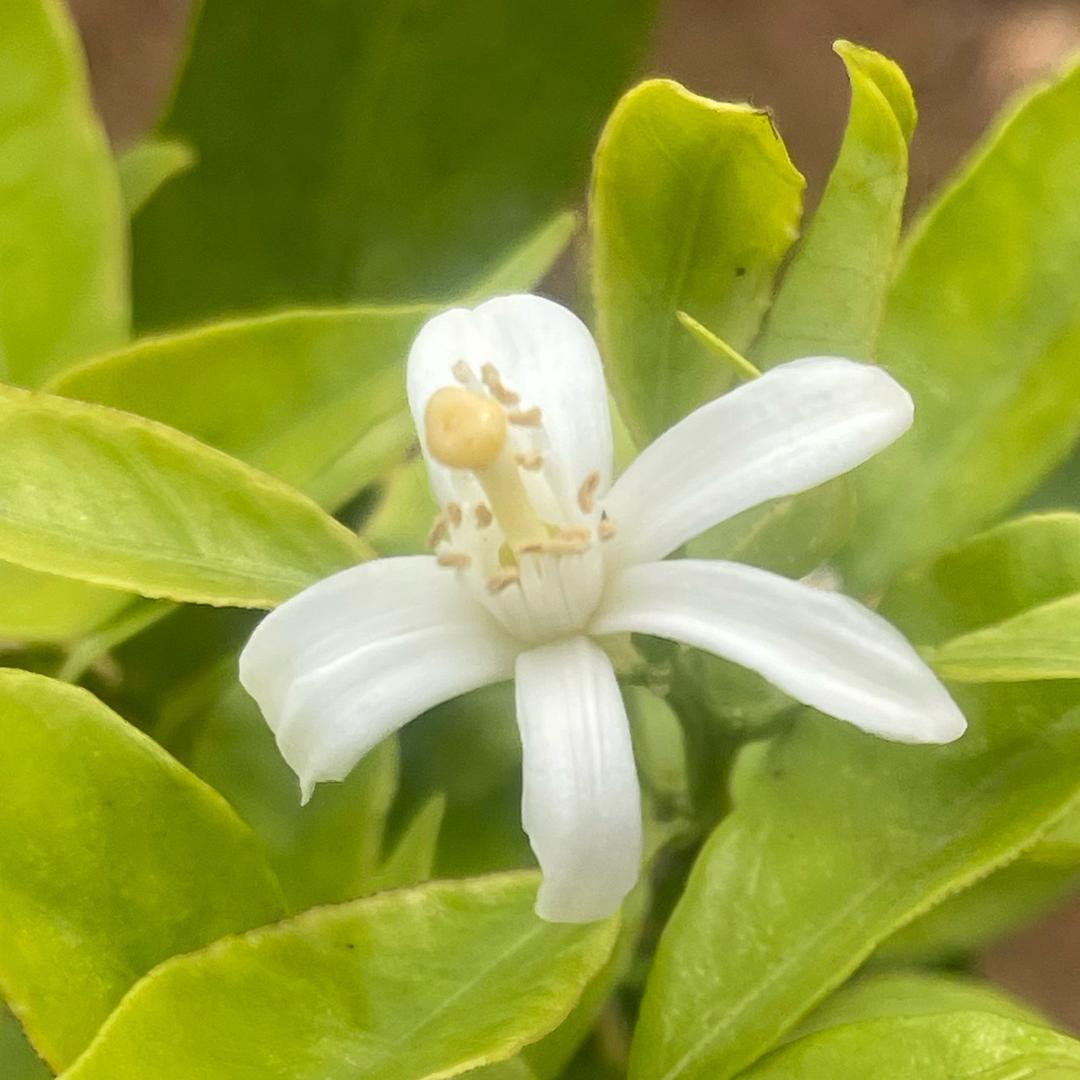 中医药种植研学基地