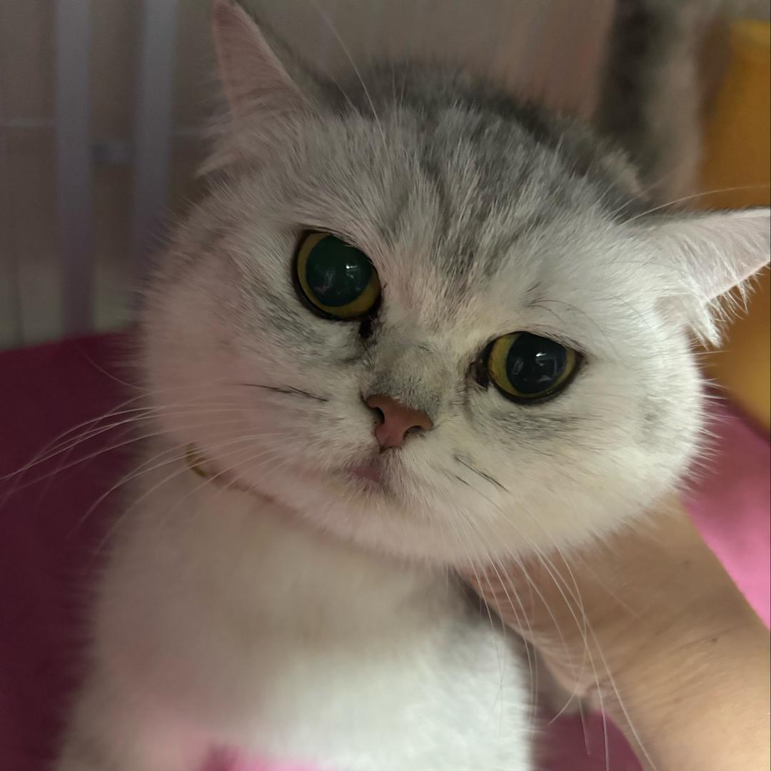 铭涵的猫