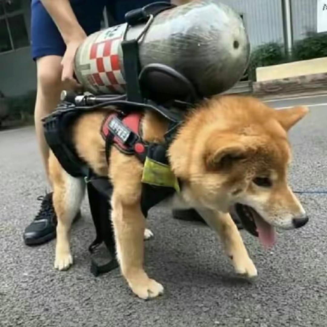 a梦q