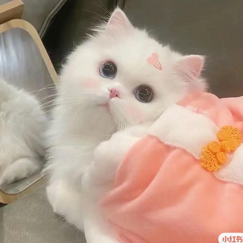 你看我可爱吗