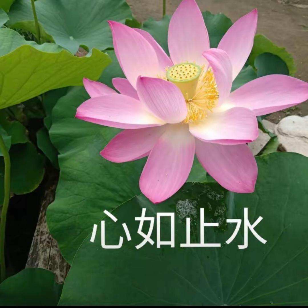 心如止水