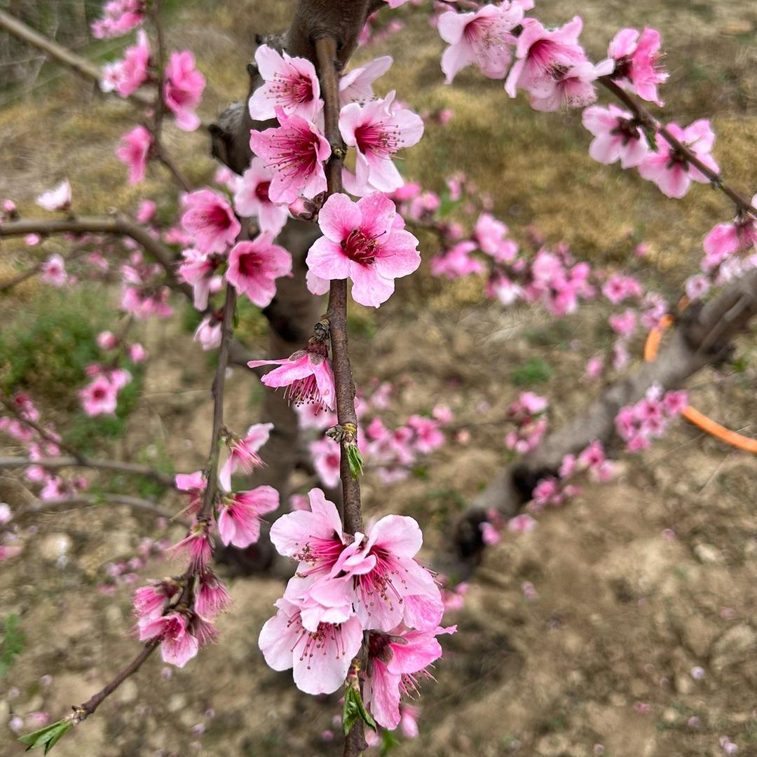 江阴市顾山镇王氏生态果园