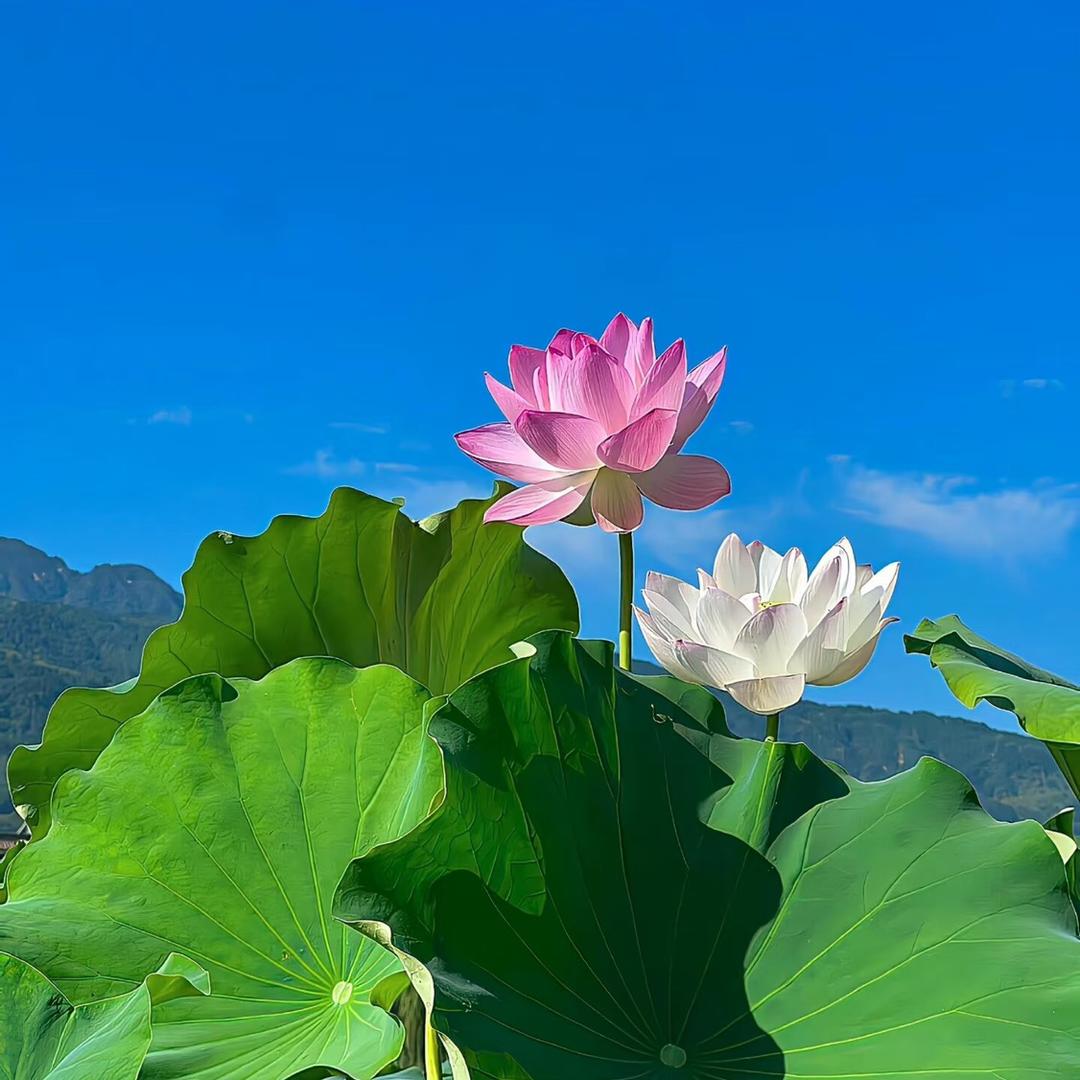 好运莲莲