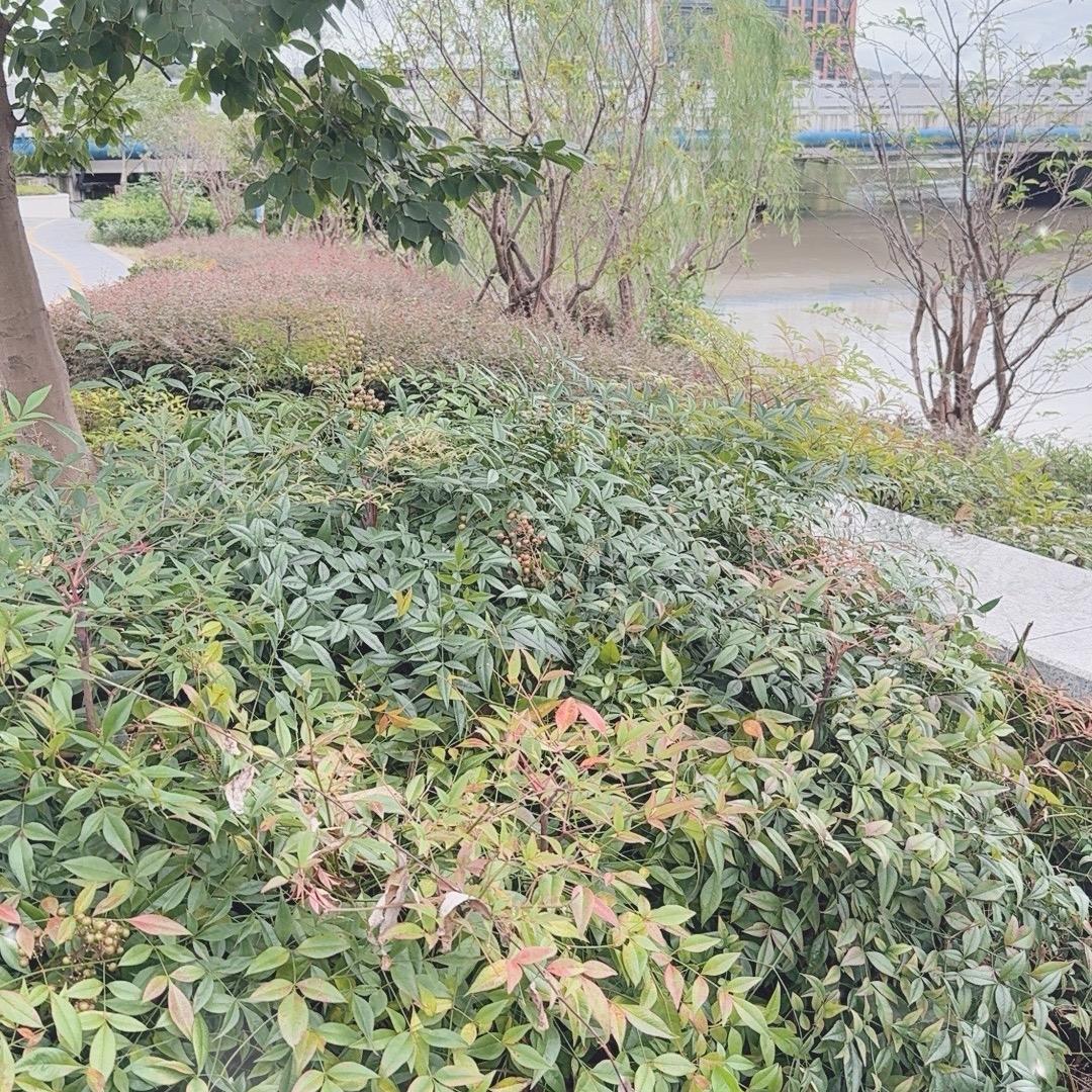 七分糖
