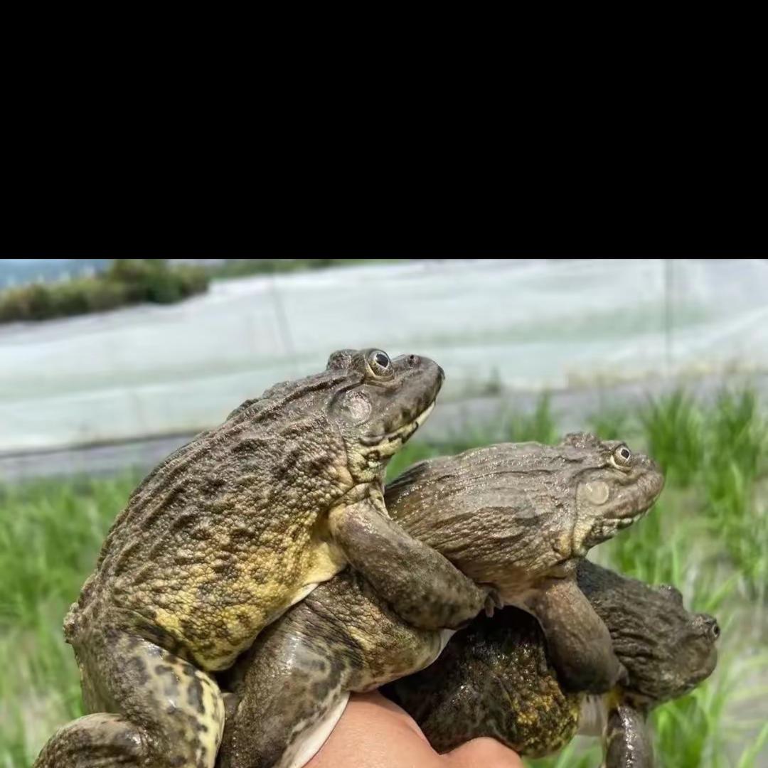 四姐稻田蛙（虎纹蛙基地直供）