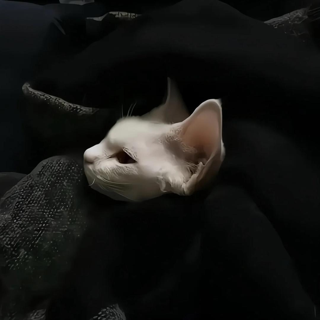 迪 迦