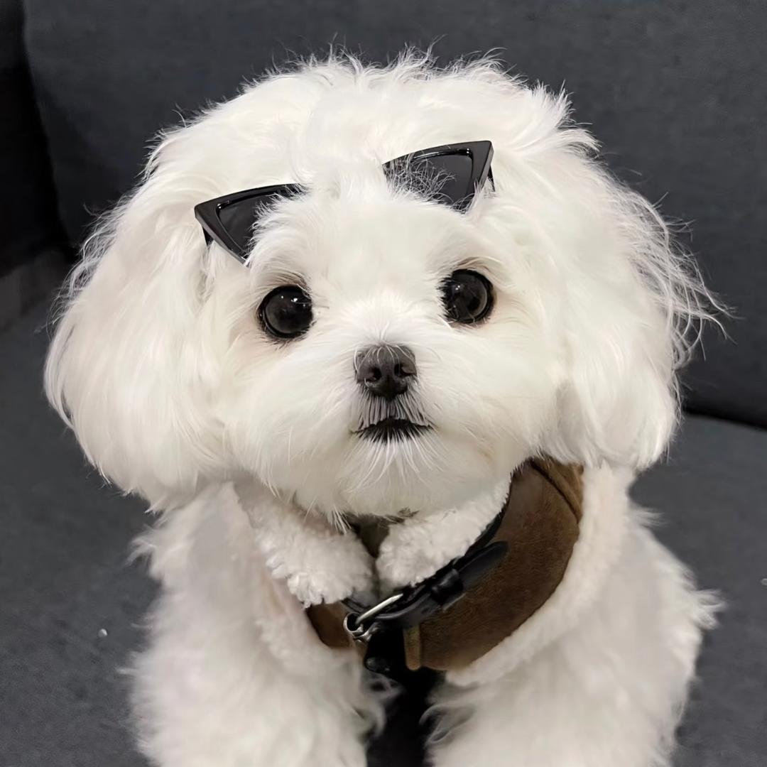小娜金刚萌宠