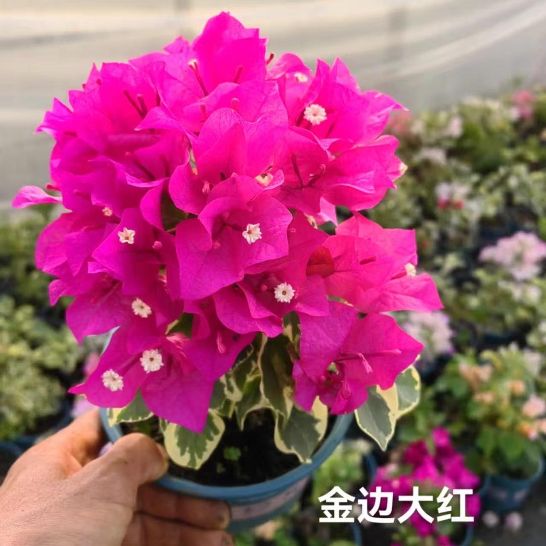 兴业花卉园
