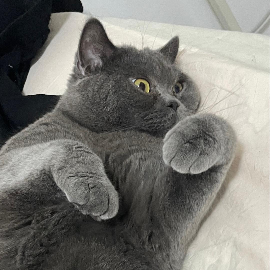 阿貅是大懒🐱