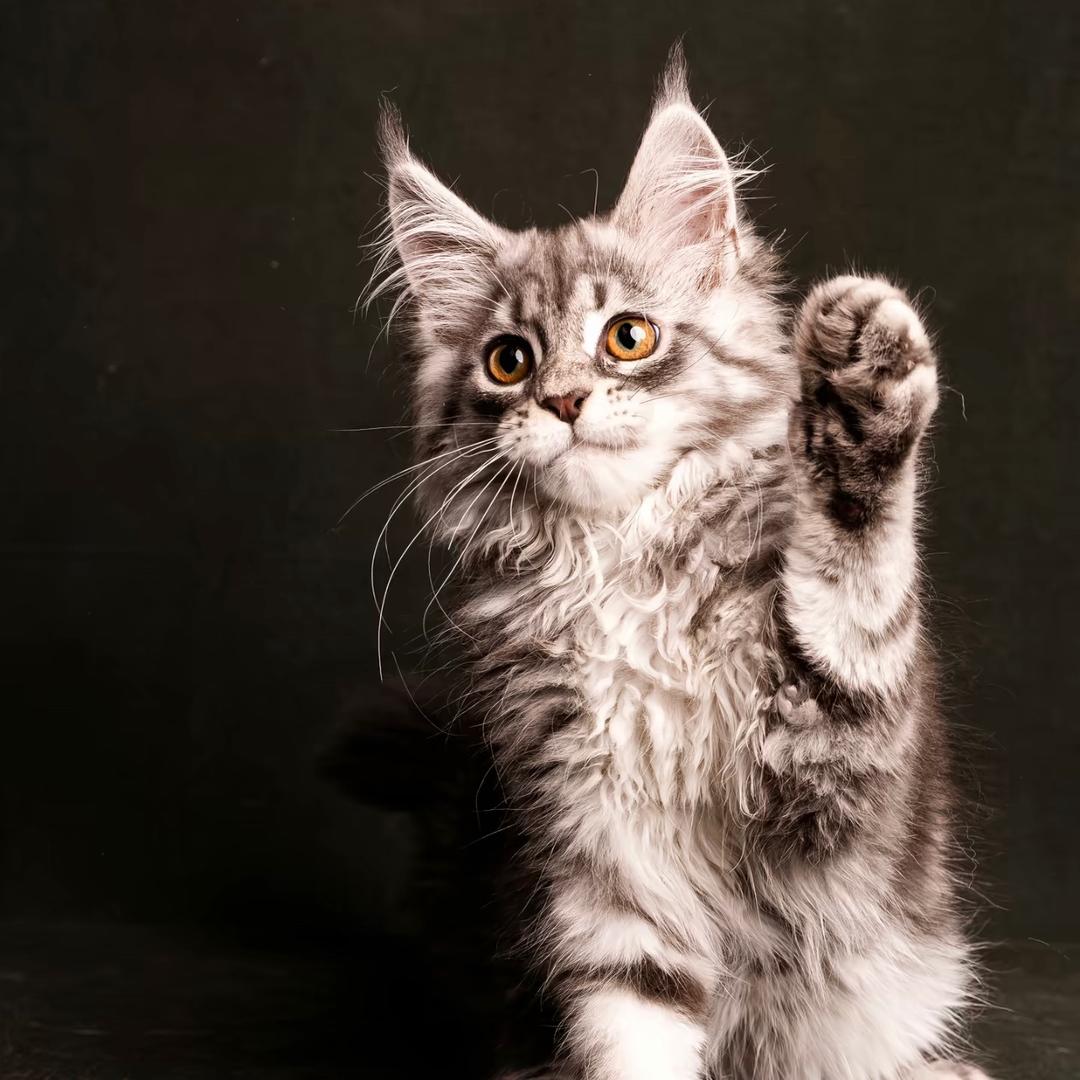晚晚缅因猫舍
