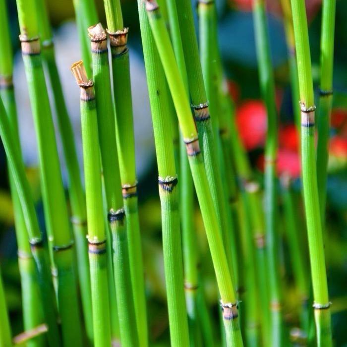 🌿《收》山货本草-周老师🇨🇳