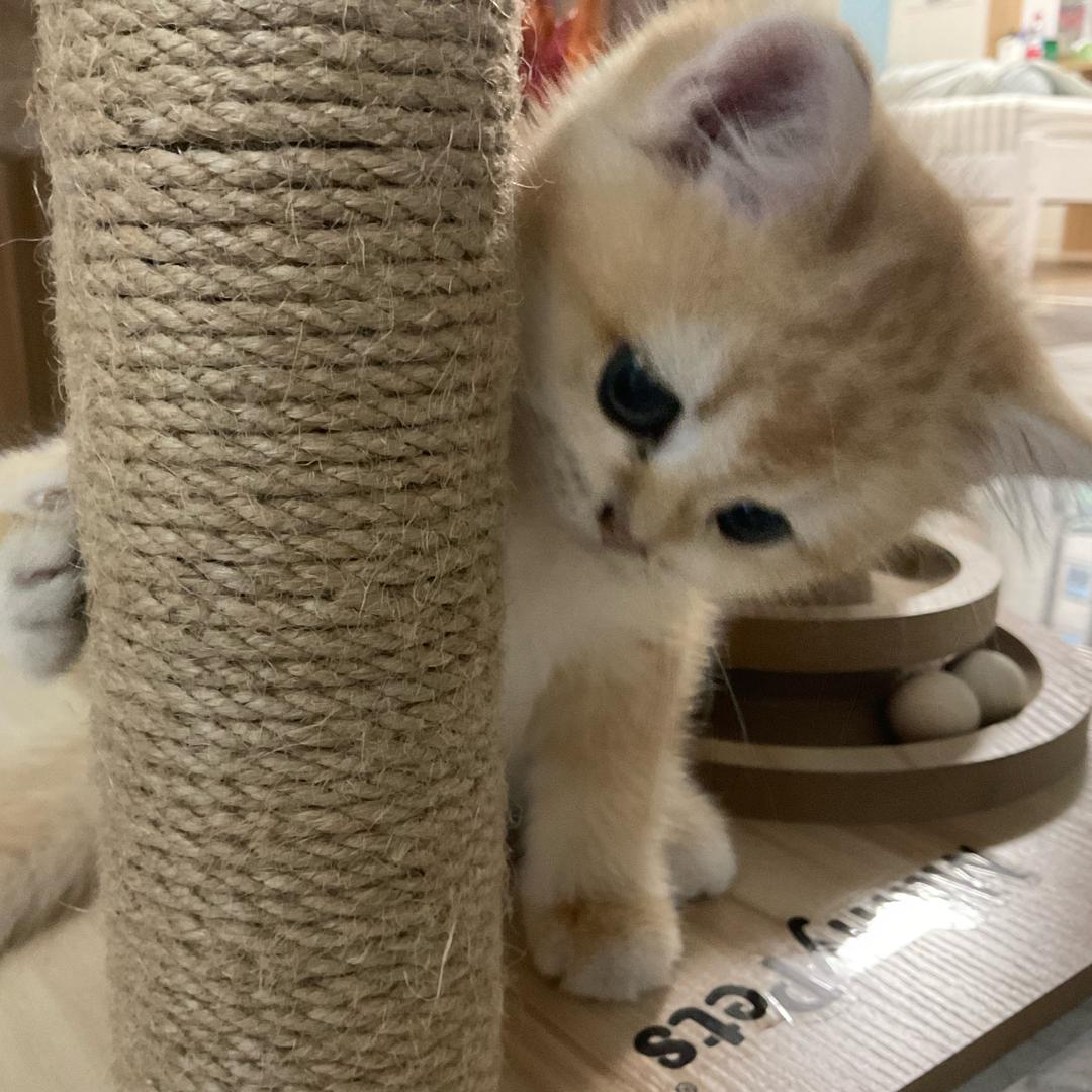 CS电竞/ 千葱🌉