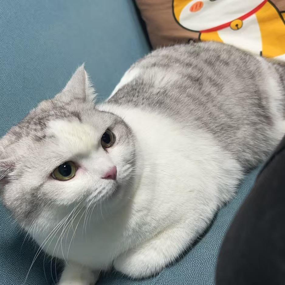 蛮夫