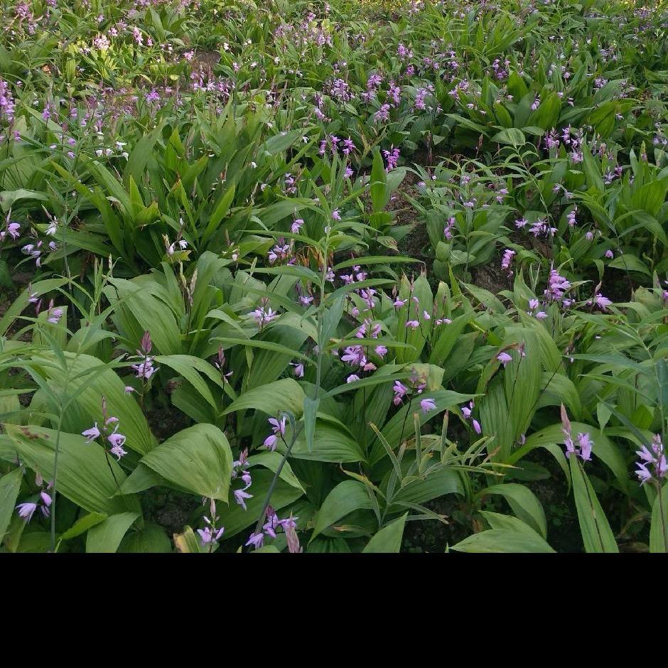 恩施大峡谷药材种植