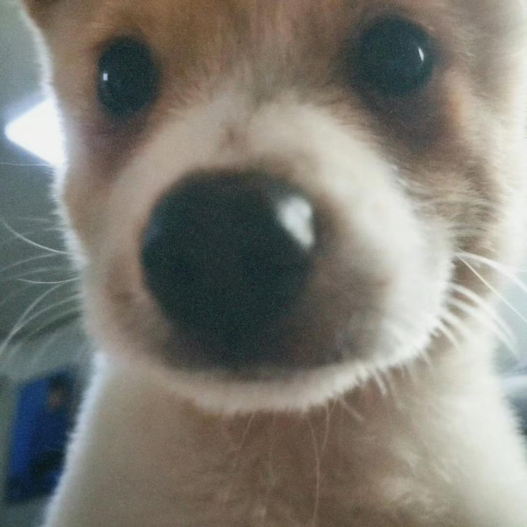 黄小黄