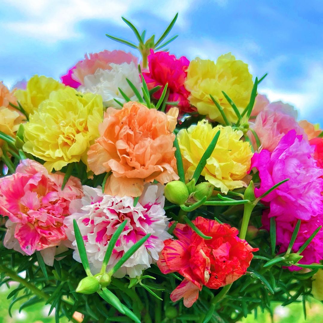 爱养花的🌷