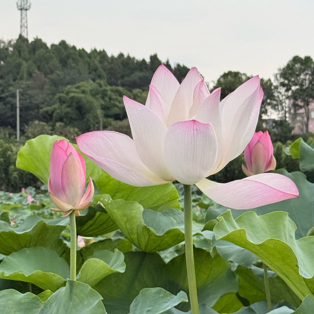 浣溪沙