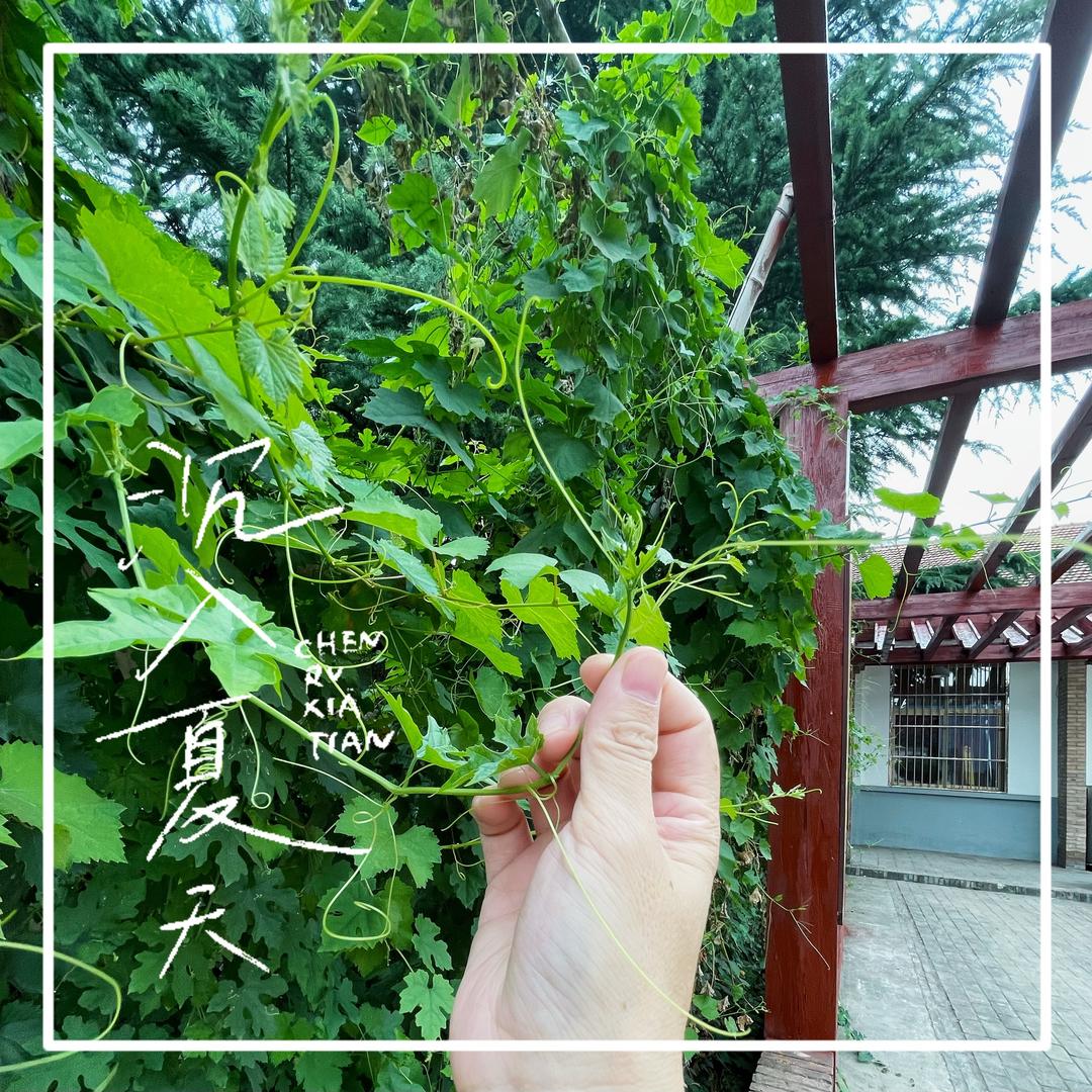 米虫