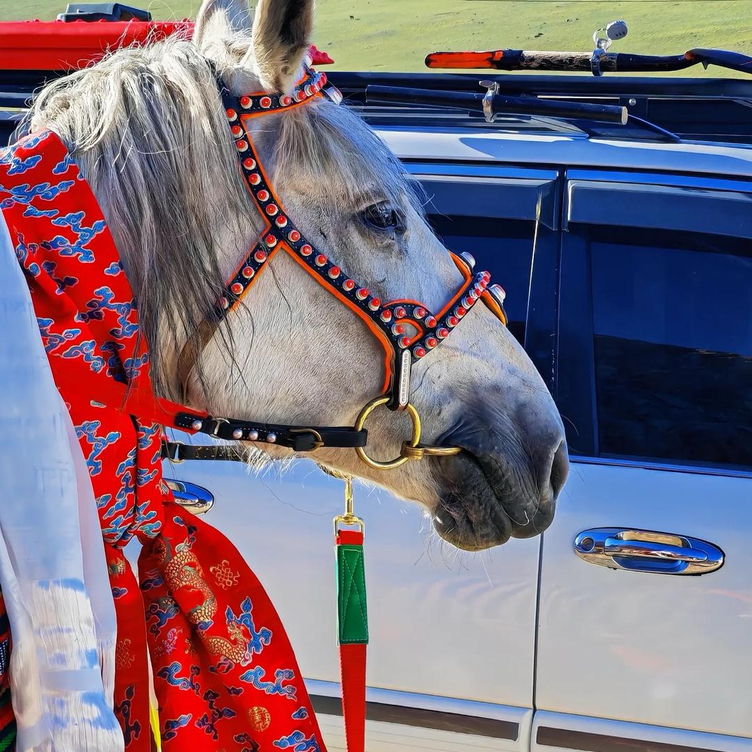 羌塘🐎赛马🏇