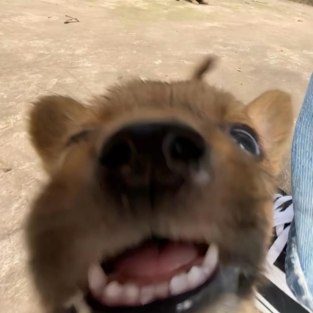 小柴