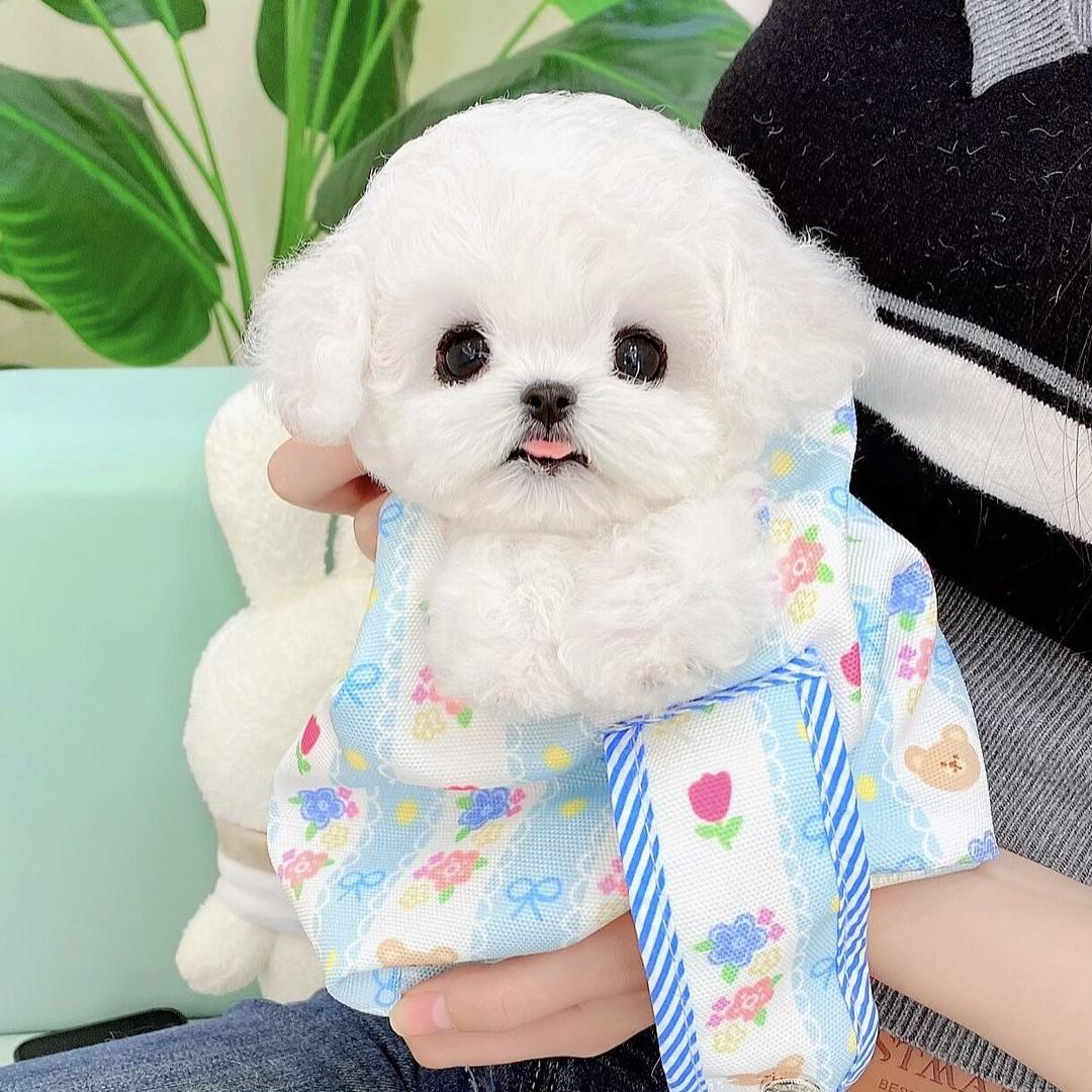 嘟米高端萌宠