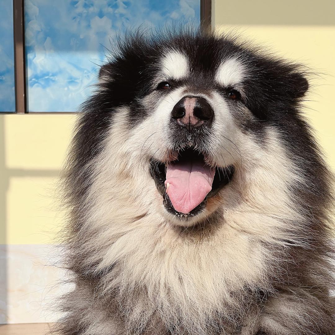 嗨！小皮⁹⁸⁵