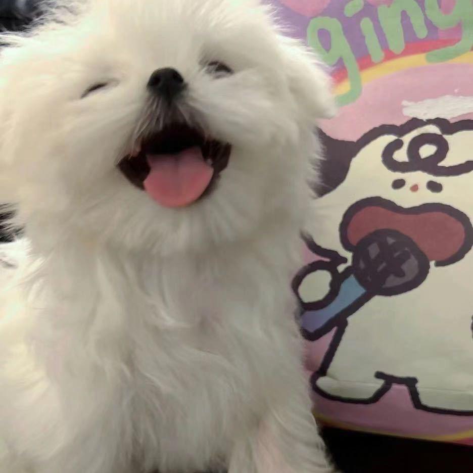 王王仙贝.