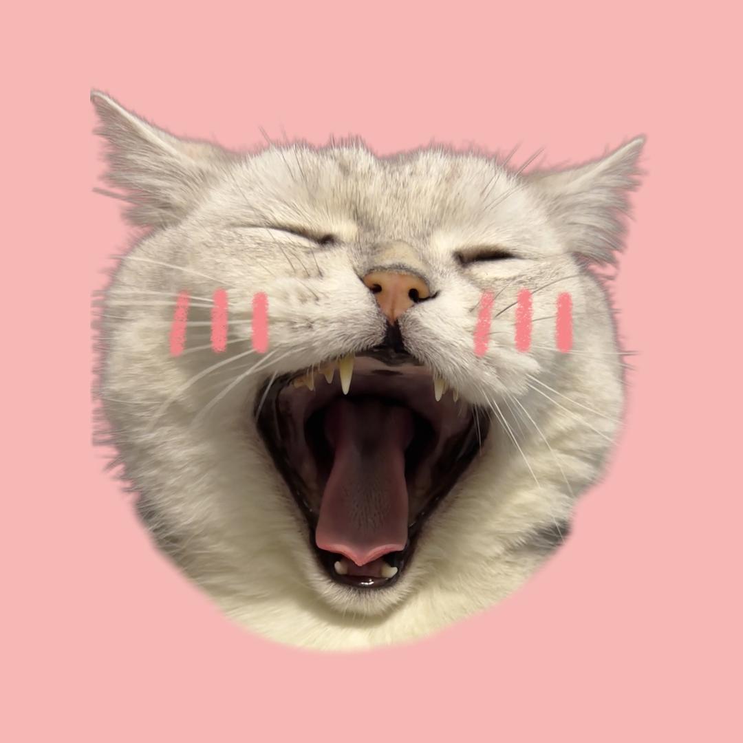 咩总养宠有一套(育猫好物种草版)