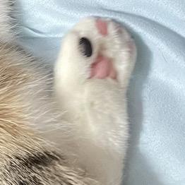 爪爪