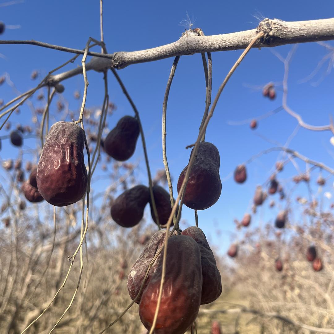 凤园干果 新疆特产