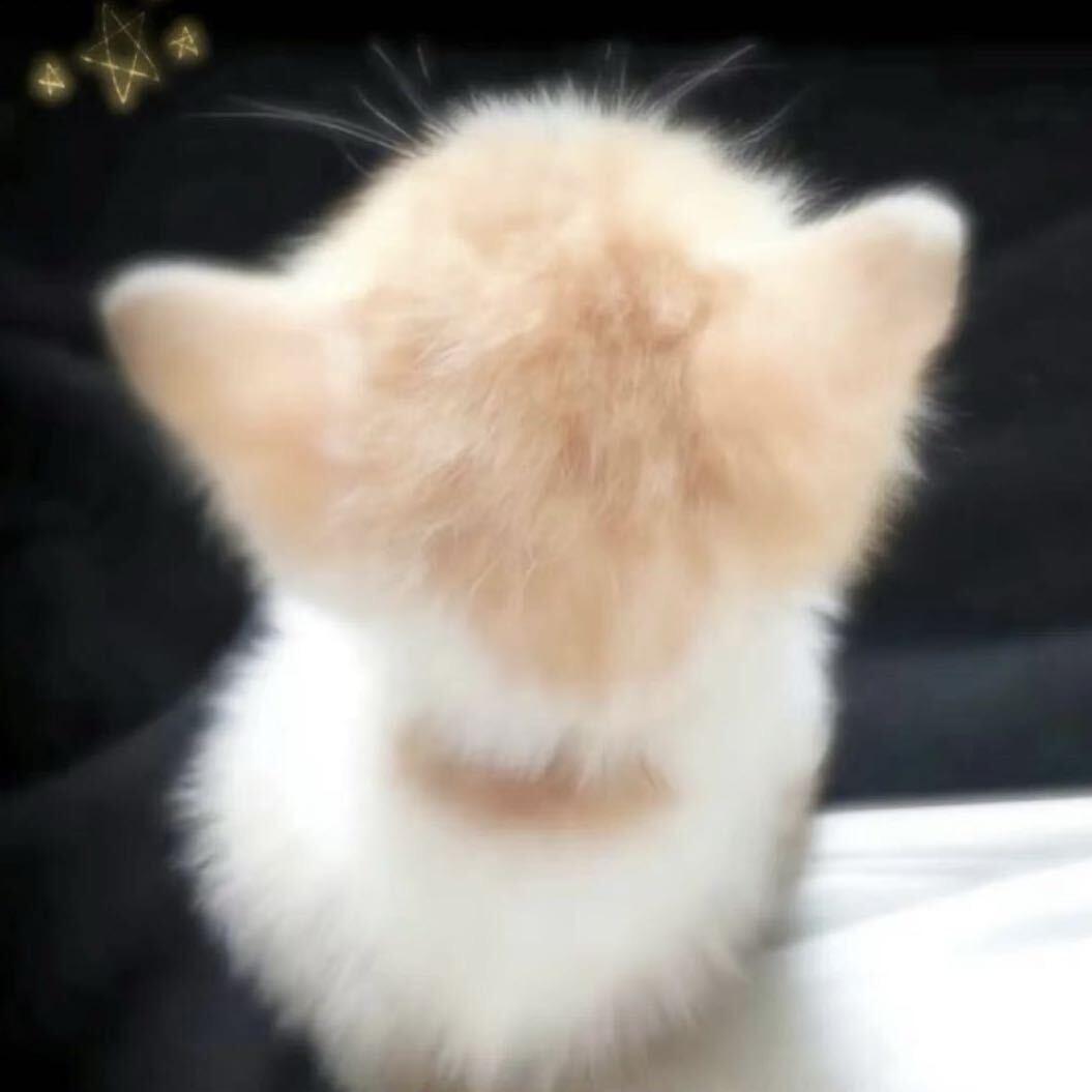 蛋挞大王