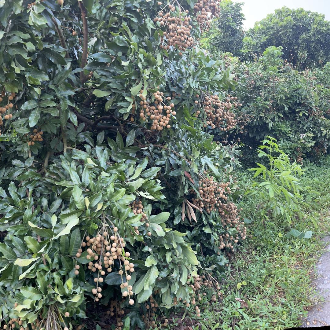 朱沱罗金太桂圆