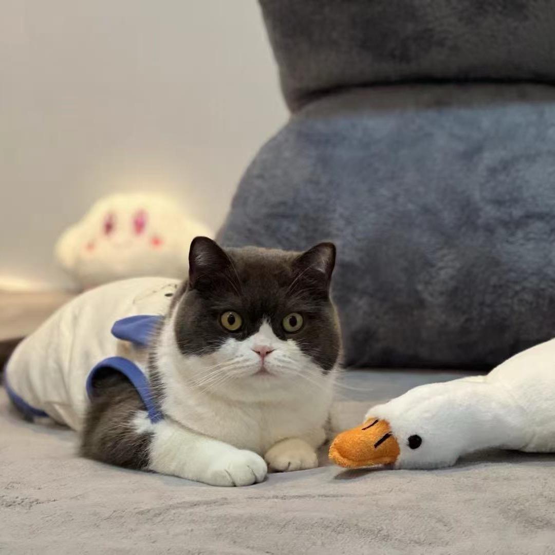 十五是只猫
