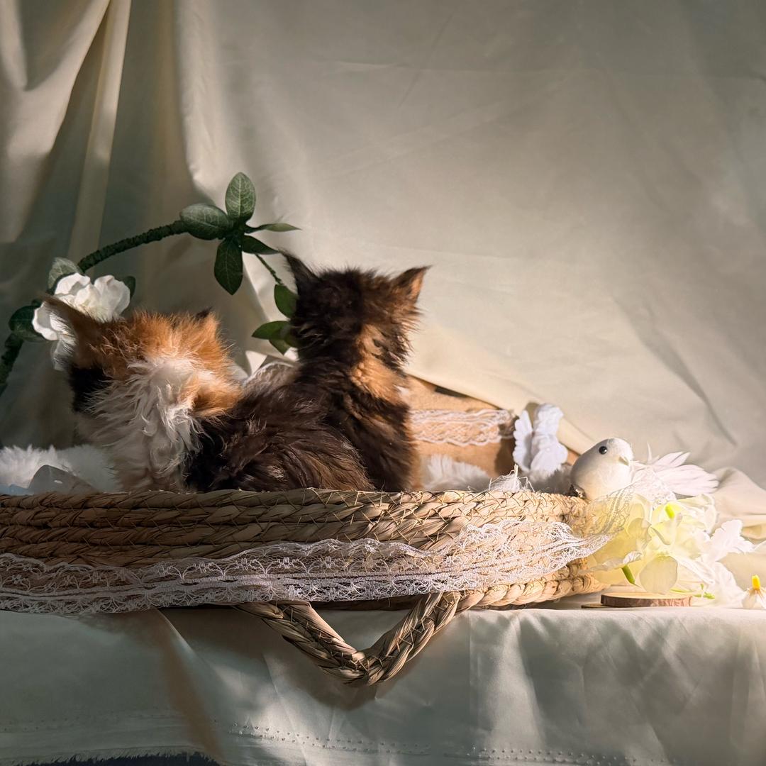 天津森森缅因猫