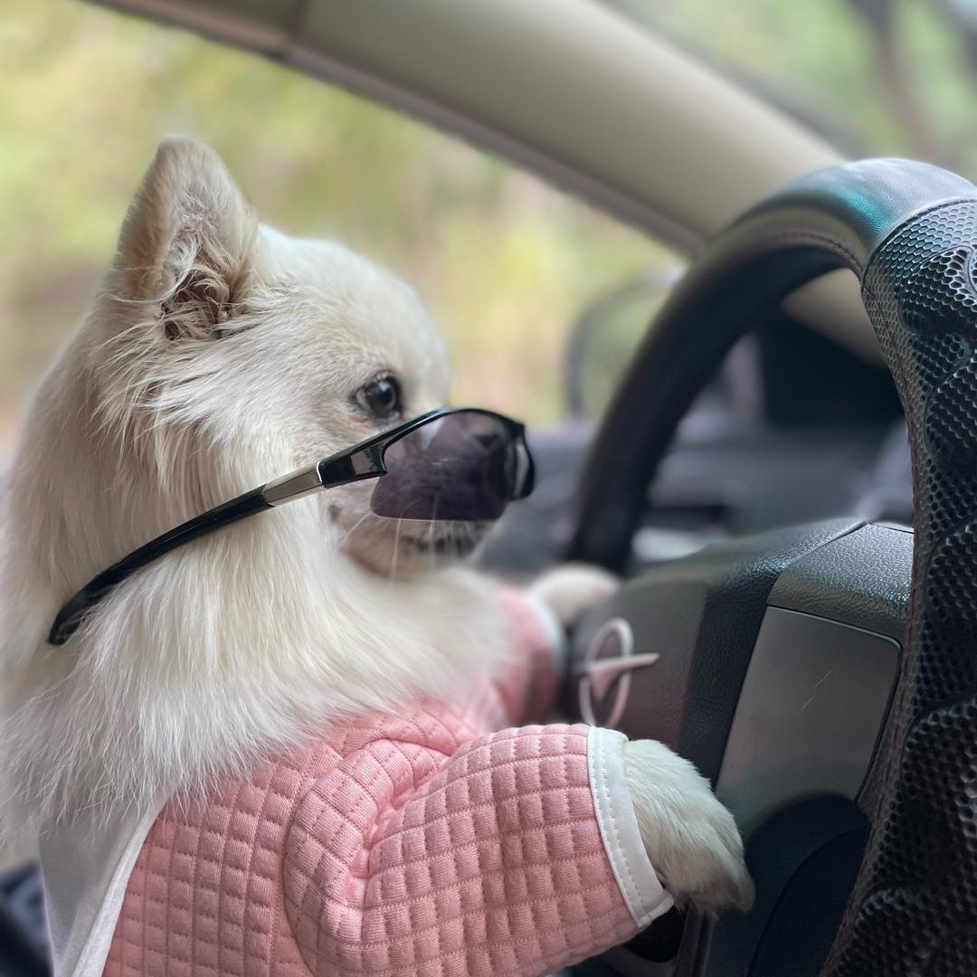 妞妞姐姐的宠物店叫哈基米