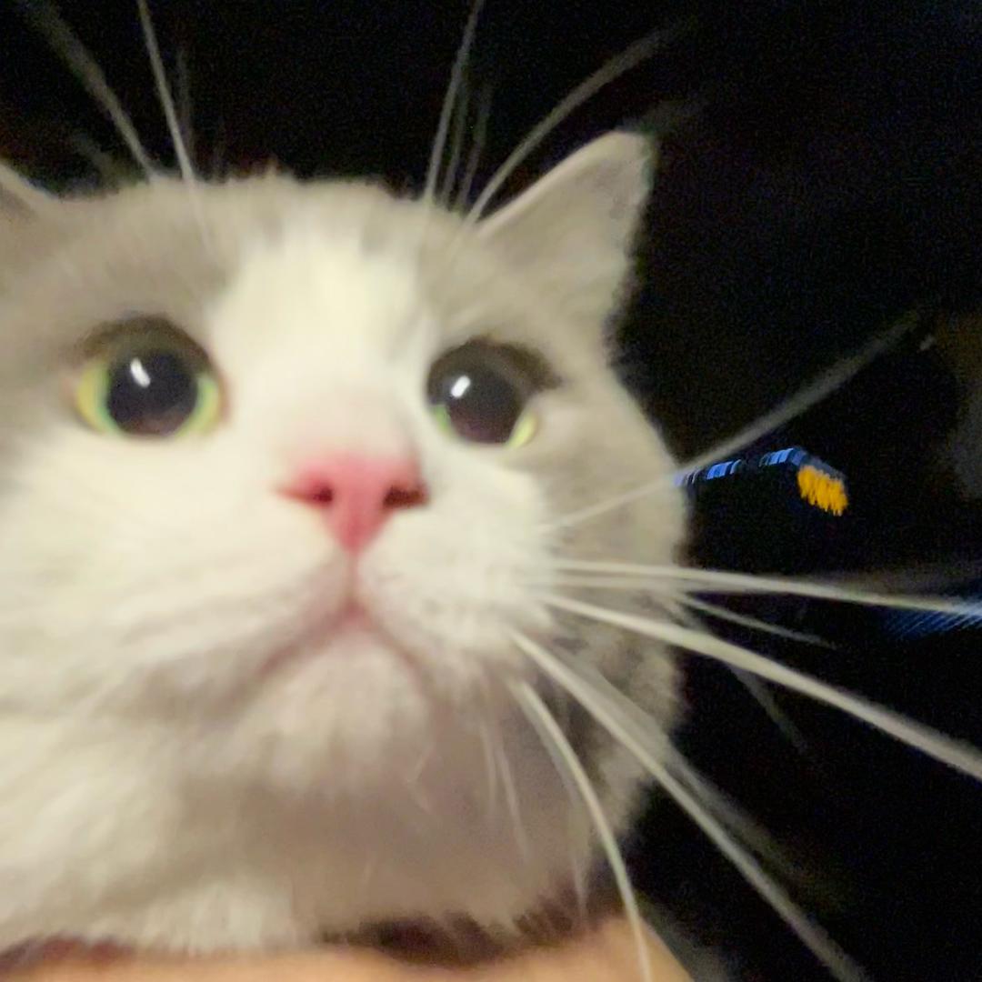 妮尼