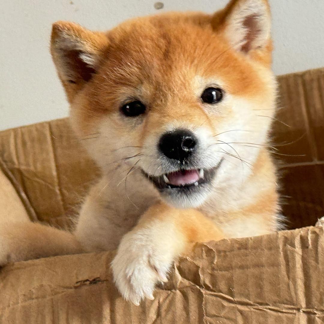 好多豆柴🥕家养（买🐶后台）