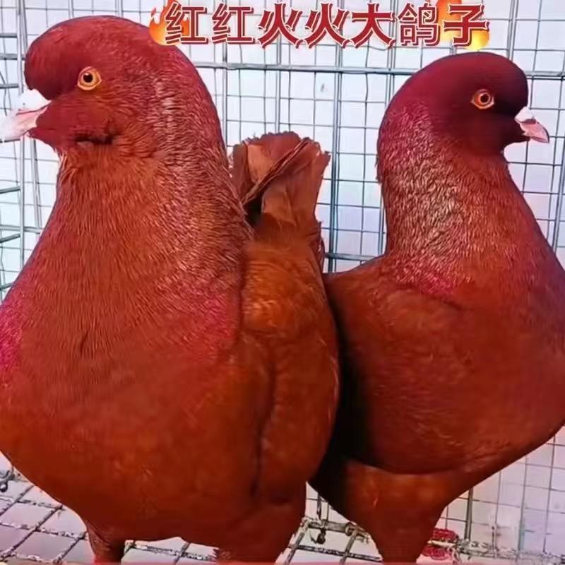 逸铭信鸽园